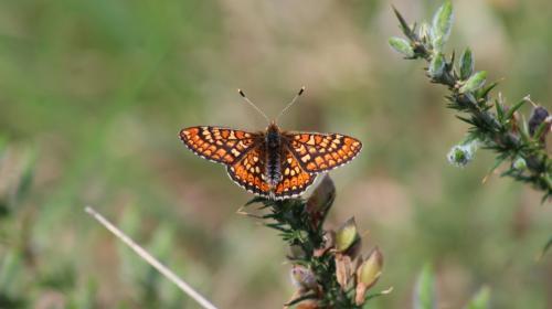 euphydryas_aurinia_39.jpg